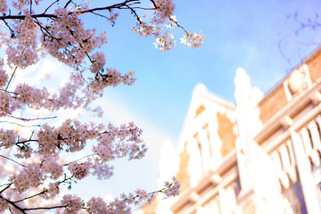 cherry blossom at University of Washington 