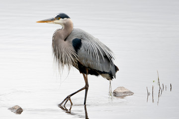 great blue heron
