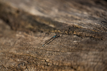 dragonfly on wood 