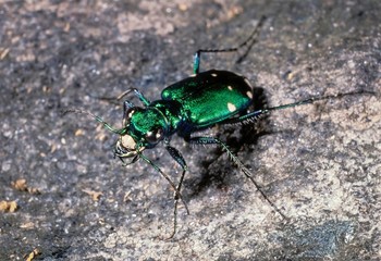 Six-spotted green tiger beetle (Cicindela sexguttata). One of the most beautifully iridescent beetles in North America. 
