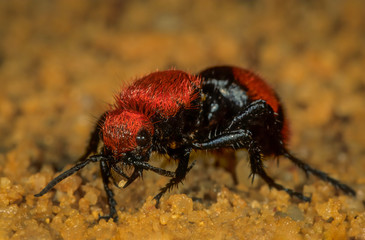 Female cow-killer velvet 