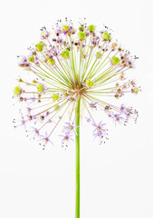 Allium flower head showing individual blossoms and seed cases starting to form.