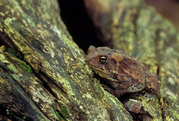 Naklejka premium American toad (Bufo americanus) basking on log; cavity in log provides shelter from heat, cold, and predators.