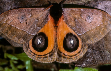 Automeris moth (Automeris sp.) with wings open showing eye spots. When threatened, it  opens its...