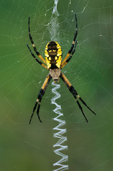 Black and yellow argiope (Argiope aurantia) on web. Large orb-weaver is common in eastern North American gardens in late summer and early fall and thus is often called a 