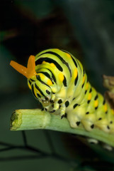 Eastern black swallowtail caterpillar (Papilo polyxenes) in defensive posture with 