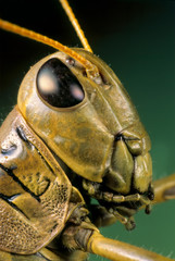 Close-up of head of differential grasshopper (Melanoplus differentialis) showing large compound eye...