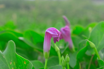  Morning glory with pink flowers on the beach Looks beautiful, natural