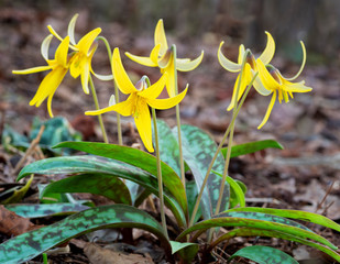 Blossoms of trout lily (Erythronium americanum) in wildflower garden in central Virginia. Also called yellow trout lily and dogtooth violet.