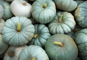 Colorful gourds and pumpkins on display for sale in supermarket. - Powered by Adobe