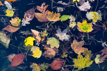 Fallen leaves floating in pond in autumn, including leaves from American beech, hackberry, Norway maple, and oak.