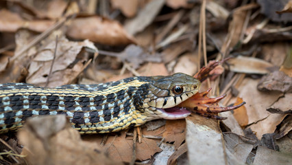 Common garter snake (Thamnophis sirtalis) swallowing a green frog (Lithobates clamitans or Rana clamitans). in central Virginia in mid-April, with only ends of hind legs protruding from mouth.