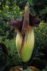 Giant arum (Amorphophallus gigas)--the world's largest flower at nearly five feet (1.5 m) tall.orpse flower because of the stench of decay given off by the blossom to attract insect pollinators