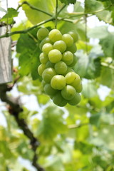 The vineyard of muscat in Okayama,Japan