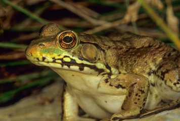Green frog (Rana clamitans) on shore of pond. Large circle behind its eye is frog's outer ear, or...
