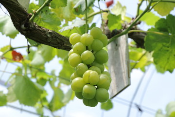 The vineyard of muscat in Okayama,Japan