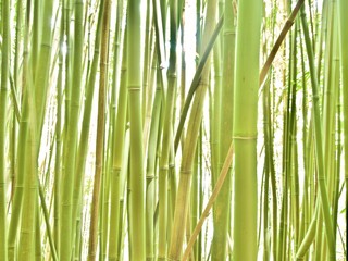 Fototapeta na wymiar background of bamboo forest