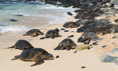 Green sea turtles (Chelonia mydas) basking on a beach in Ho'okipa Beach Park on Maui, Hawaiian Islands.