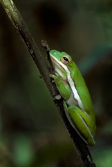 Green treefrog (Hylidae cinerea).