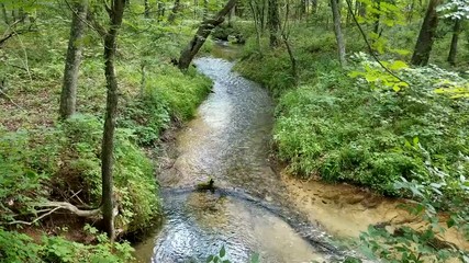 Scenic view in the forest with a flowing creek in the Chickasaw National Recreational Area | Oklahoma