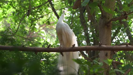 white peacock on tree opening show wonderful tail big bird indian