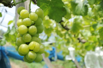 The vineyard of muscat in Okayama,Japan