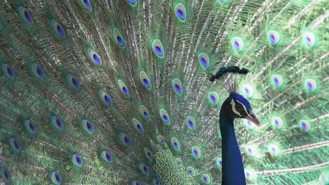 peacock opening on tree closeup green colourful india birds peafowl pattern
