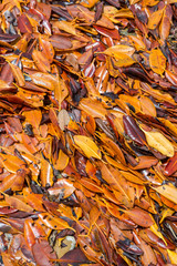 Full frame background of golden orange and bronze mangrove leaves washed up on a beach at low tide in Bahia, Brazil