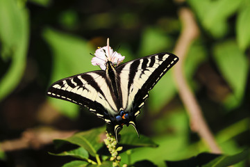 butterfly in the garden