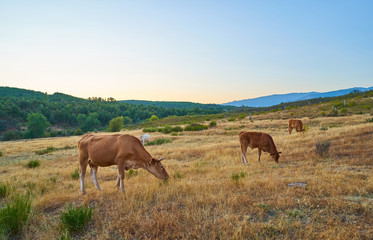 Cows grazing in the sunset of Extremadura, Spain