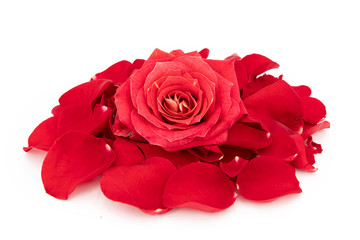 Red rose on red petals