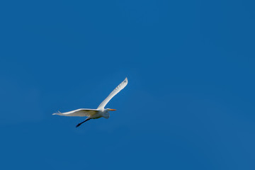 Obraz premium My One Great Egret from Pearl Lake, Michigan