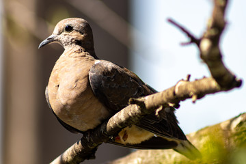 Little Bird