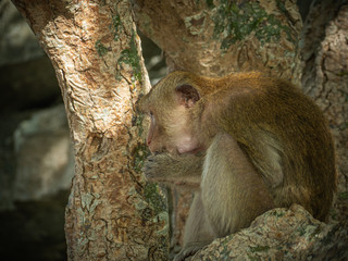 Naughty little monkey in Thailand