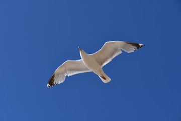 mouette en vol ciel bleu
