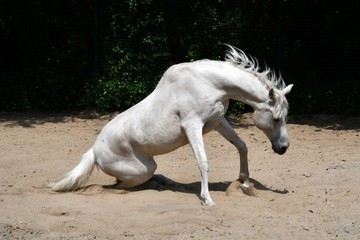 Naklejka na ściany i meble cheval blanc dans un bac à sable qui se relève