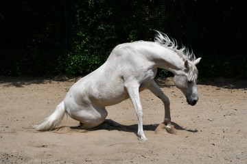 cheval blanc dans un bac à sable qui se relève