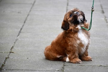 chiot Shih-Tzu regardant son maître