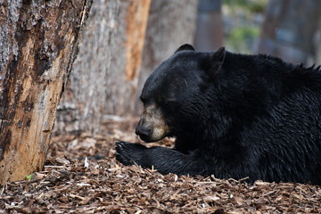 le repos de l'ours noir du Canada 
