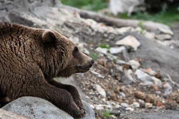 Grizzli qui se repose en gros plan