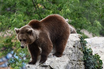Fototapeta premium grizzli sur un rocher