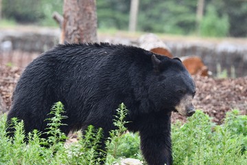 ours noir du Canada