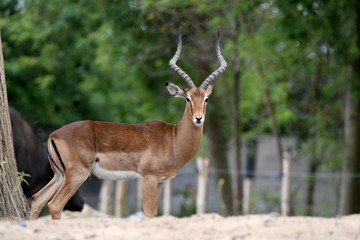 un impala dans toute sa beauté