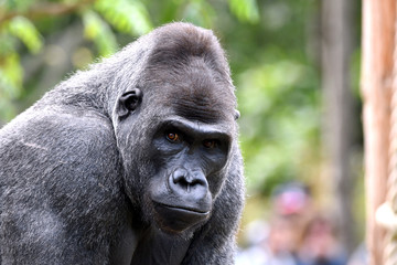 gros plan sur le regard d'un gorille dos argenté