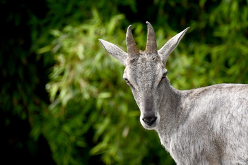 tête d'une chèvre des montagnes