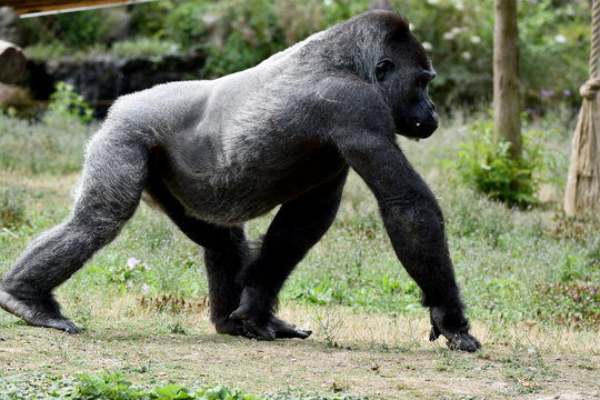 gorille dos argent qui marche