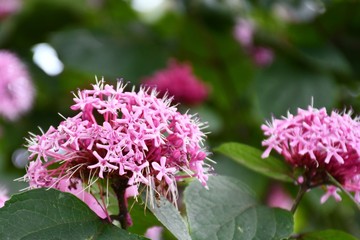 gros plan sur une asclépiade ou laiteron