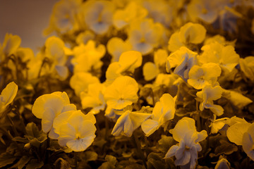 Yellow fragrant flowers in a flowerbed in an Asian nature Park in Vietnam