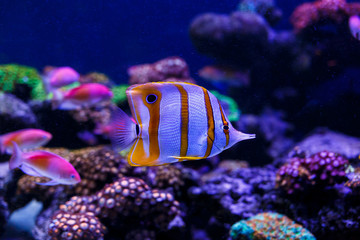 Underwater colorful fishes and marine life.  Beautiful sea fishes captured on camera under the water under dark blue natural backdrop of the ocean or aquarium