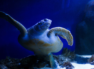 Sea turtle seen at the blue water. High Fiving Turtle swims  at the aquarium
